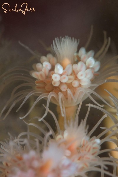 Pink Mouth Hydroid