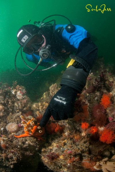 YellowEye found a tiny sea spider on the finger sponges