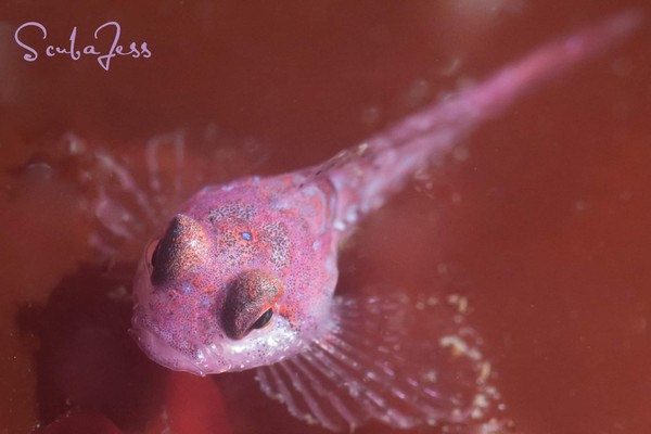 Baby sculpin