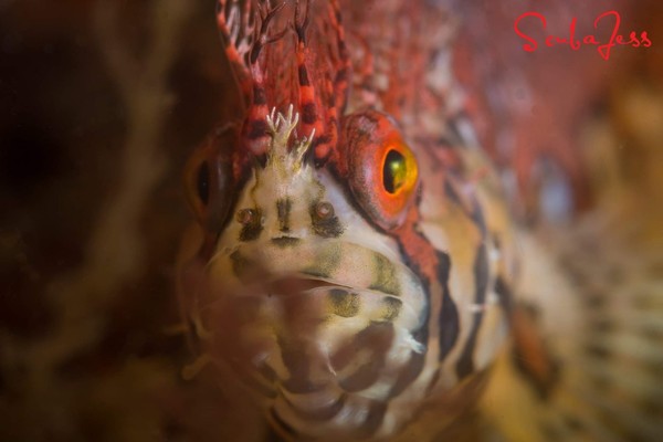 Baby Mosshead Warbonnet