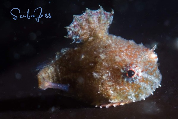 Super tiny baby Pacific Spiny Lumpsucker