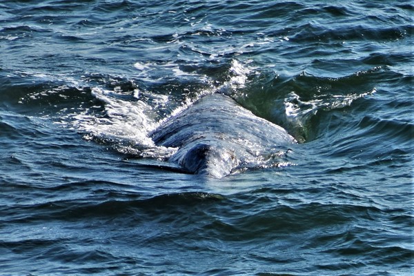 Whale dorsal view