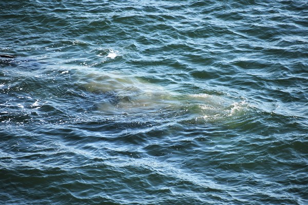 Whale under water