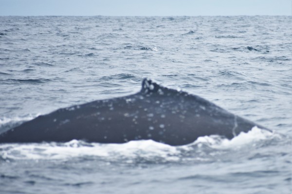 Humpback