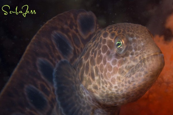 Super cute Baby wolf eel swimming in the shallows