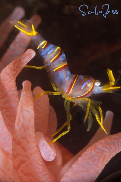 CANDY stripe shrimp are in season!!!