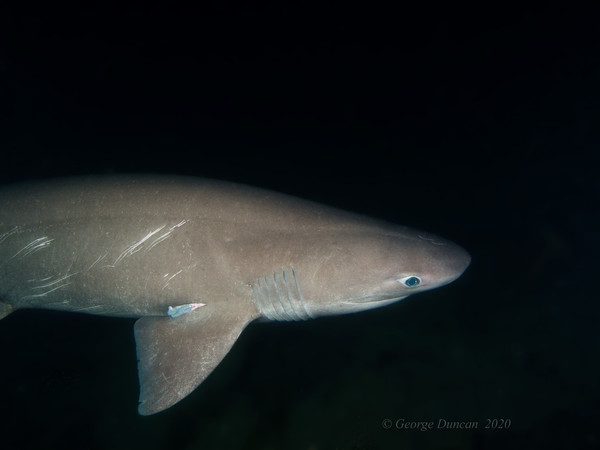 Battle Scarred Six Gill Shark.jpg