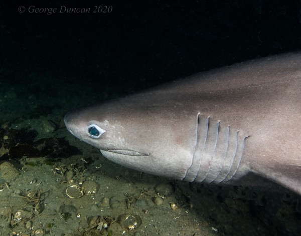 Six Gill at Redondo.jpg