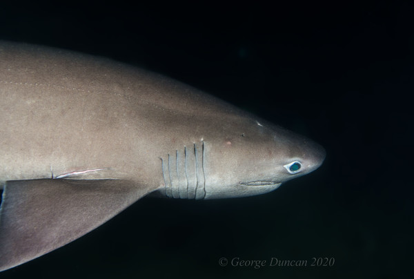 Six Gill Shark.jpg