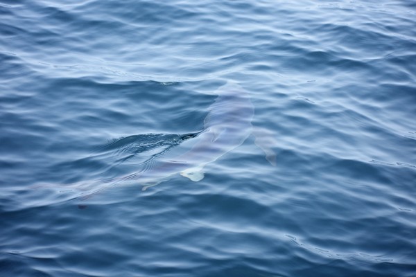 Blue Shark3.JPG