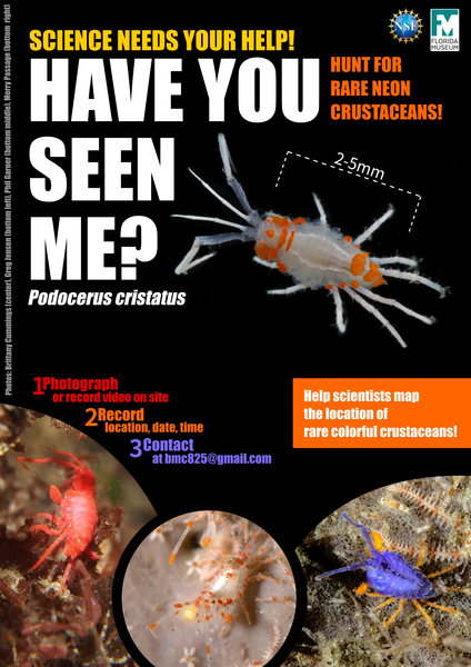 Podocerus Poster_2.png