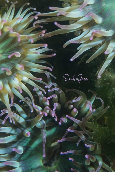 Skyline surf anemones reaching out for a hug