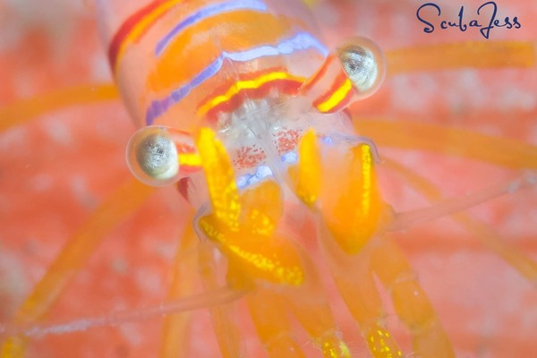 Candy stripe shrimp smiling for it's close up