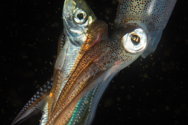 Squid eating what I believe is a sand lance