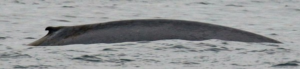 Blue Whale