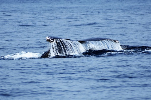 Wet Fluke