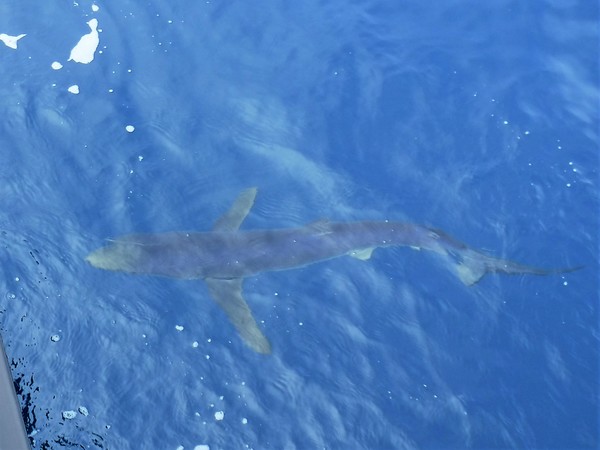 Blue Shark