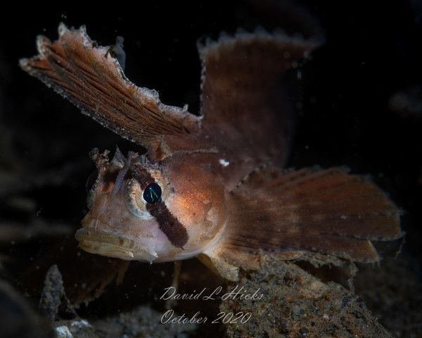 Sailfin Sculpin