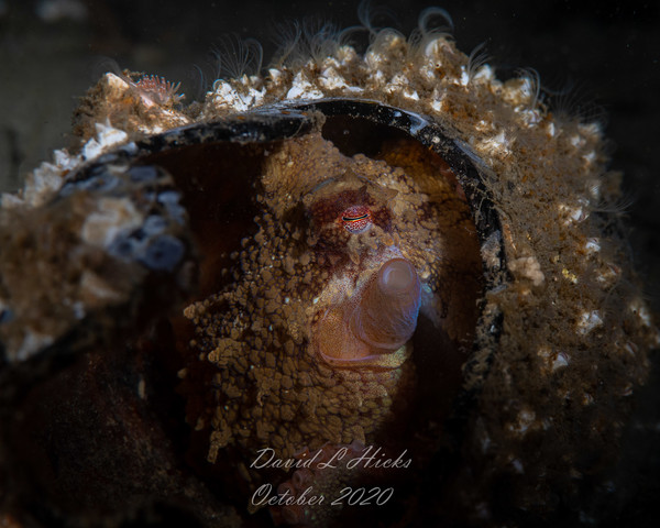 Little Oct and even smaller Nudi