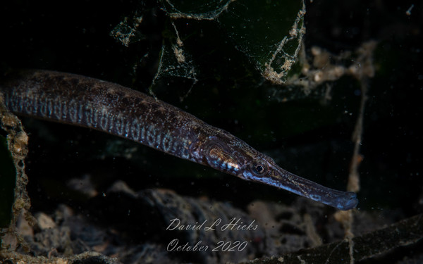 Pipefish