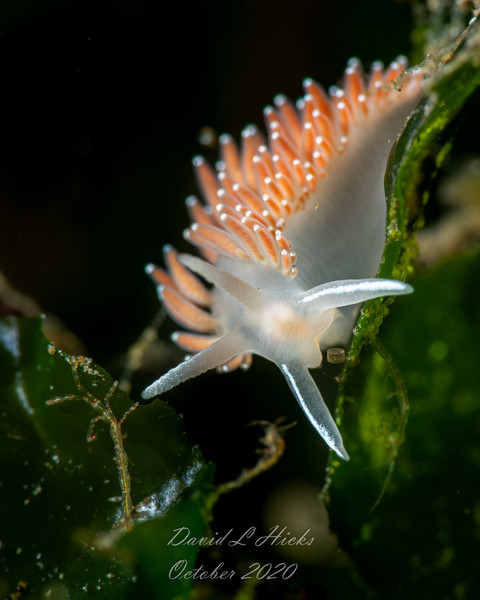 Red-gilled Nudibranch