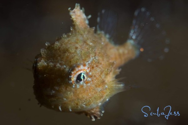 Pacific Spiny Lumpsucker :)