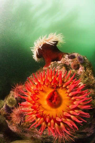 Old photo: Fish eating anemones
