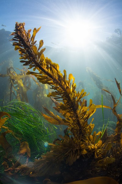 Old photo: boa kelp