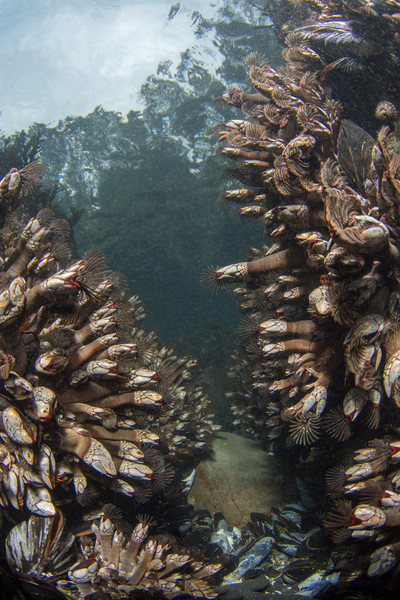 Gooseneck barnacle city! (Expand photo for less compression loss)