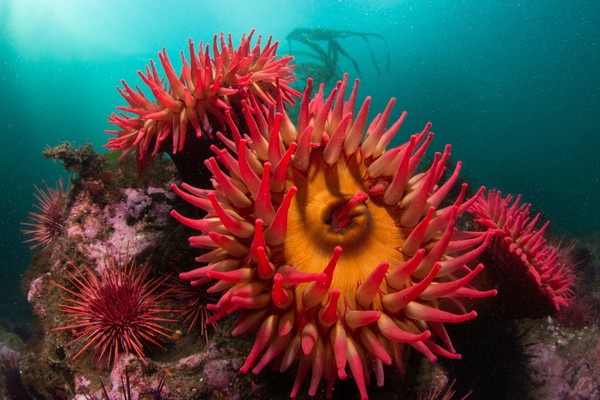 Old photo: Fish eating anemone