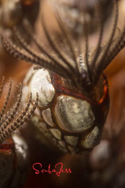 Gooseneck Barnacles