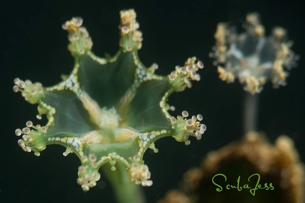 Mom and baby Stalked Jellyfish :)