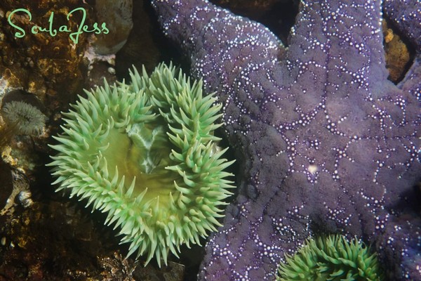 Sea star and green Anemone friends