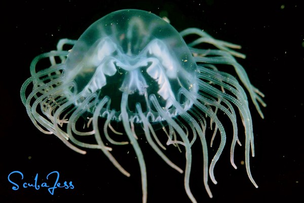 Cool jellyfish
