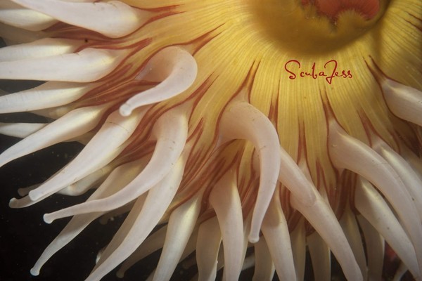 Fish eating Anemone