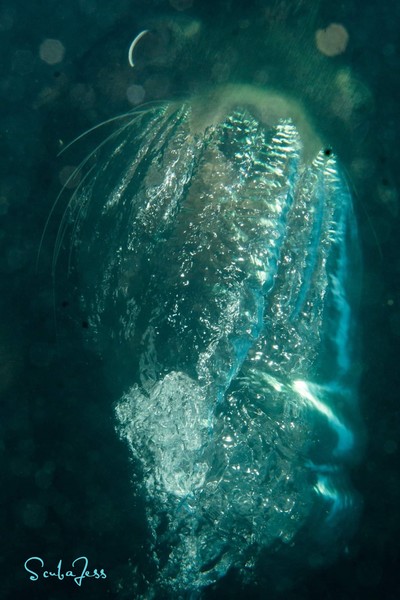 Sea lion blowing bubbles at my camera