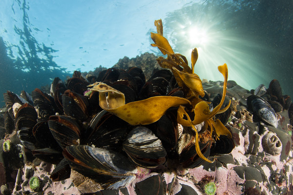 Mussel beds in the shallows