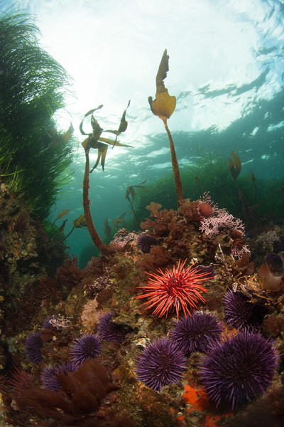 Tongue Point -- looks kind of cool, but don't let the pic fool you, this little section was by far the best reef scene of the 4 hours of diving