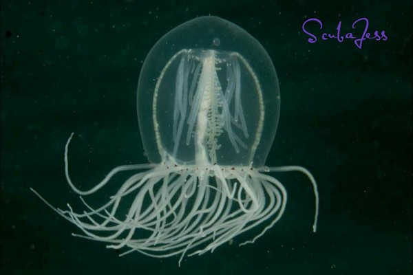 Red Eye Medusa Jellyfish