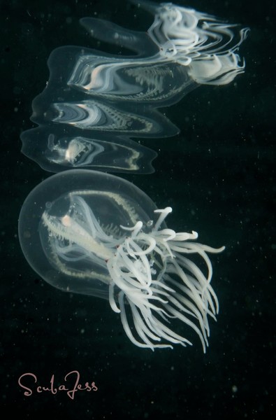 Jellyfish Reflections