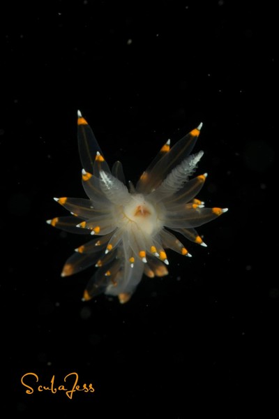 Nudibranch floating in space