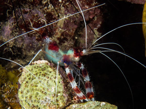 Female Coral Shrimp with Eggs.jpg