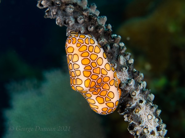 Flamingo Tongue.jpg