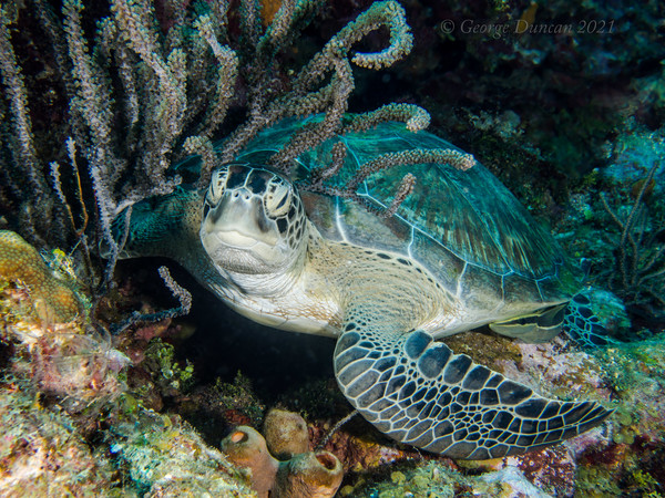 Hawksbill Turtle in Soft Coral.jpg