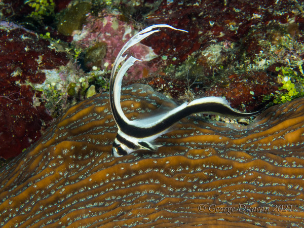 Juvenile Spotted Drum.jpg