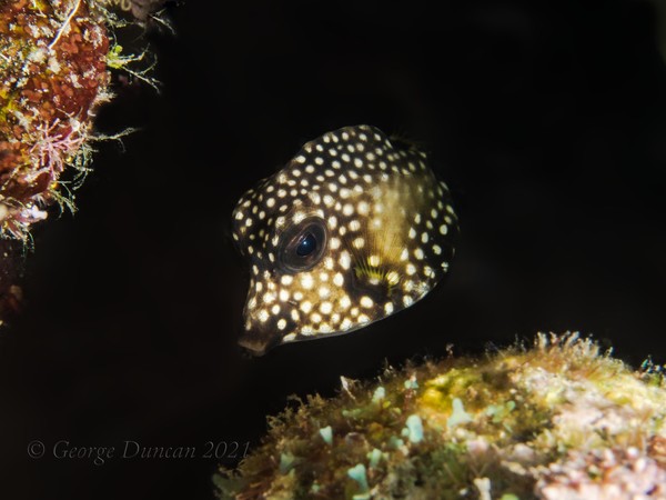 Juvenile Trunkfish.jpg