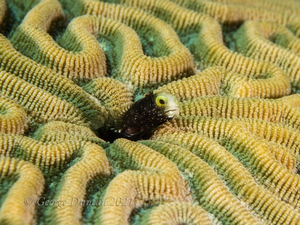 Roughhead Blenny in Brain Coral.jpg