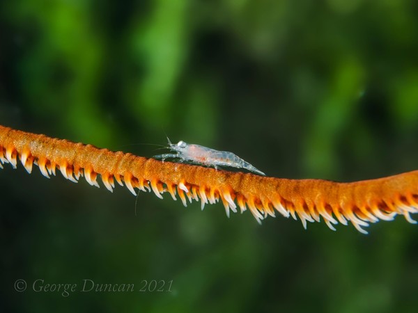 Shrimp on Wire Coral.jpg