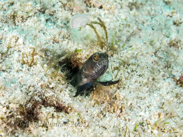 Smoothead Blenny.jpg