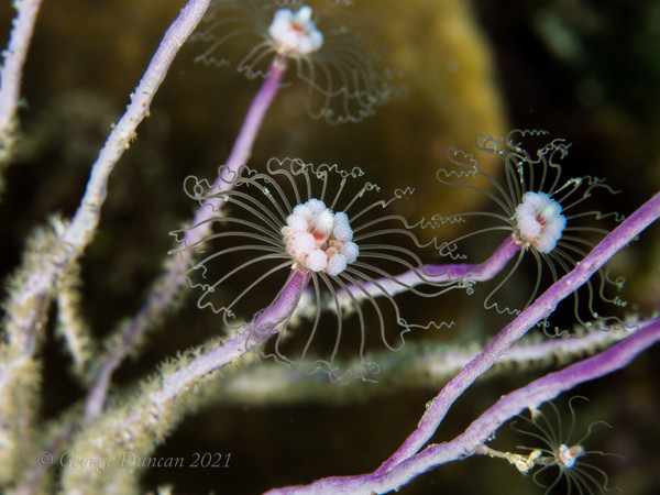 Solitary Gorgonian Hydroid.jpg